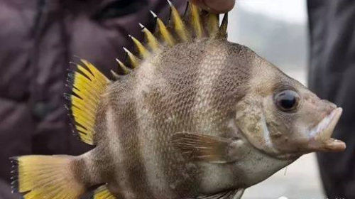 年终岁尾不缺鱼米打一字谜(年终岁尾不缺鱼米打一字答案)-第1张图片-