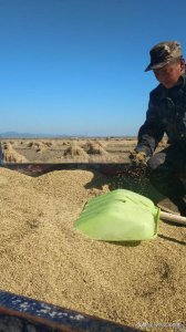 ​枝江酒大师一号1817价格(枝江酒谭大师)