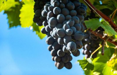 ​为什么都是 1982年的酒？为什么都是 1982年的酒呢