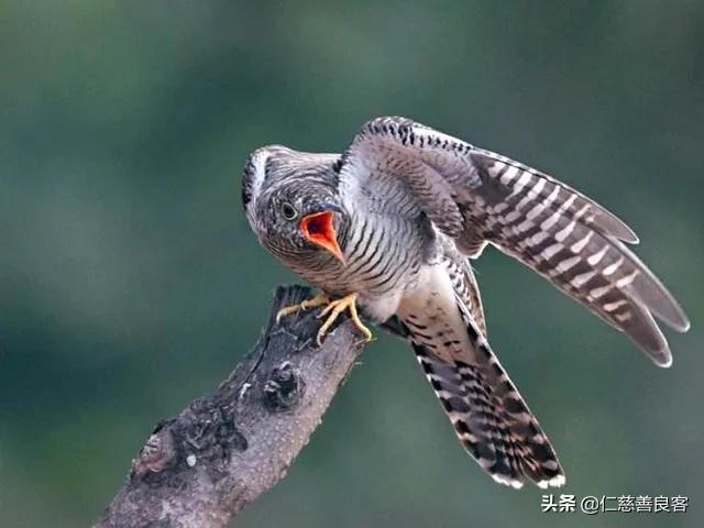 杜鹃鸟是布谷鸟吗-（布谷鸟是杜鹃鸟吗）