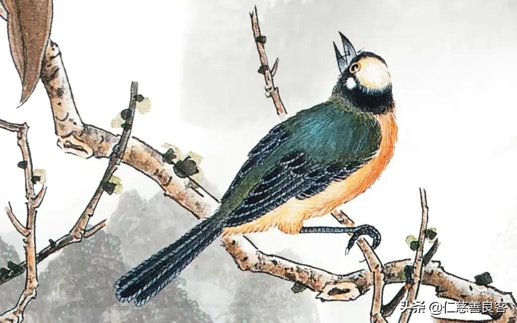 杜鹃鸟是布谷鸟吗-（布谷鸟是杜鹃鸟吗）