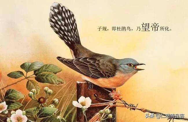 杜鹃鸟是布谷鸟吗-（布谷鸟是杜鹃鸟吗）
