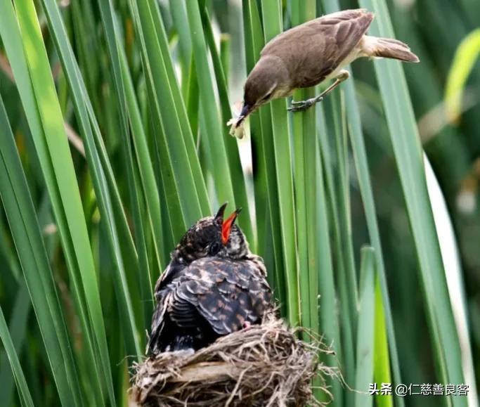 杜鹃鸟是布谷鸟吗-（布谷鸟是杜鹃鸟吗）