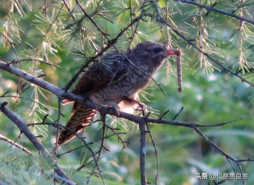 杜鹃鸟是布谷鸟吗-（布谷鸟是杜鹃鸟吗）