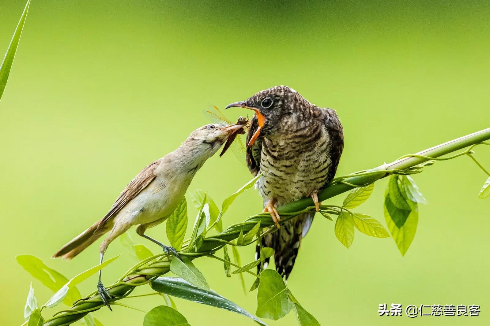 杜鹃鸟是布谷鸟吗-（布谷鸟是杜鹃鸟吗）