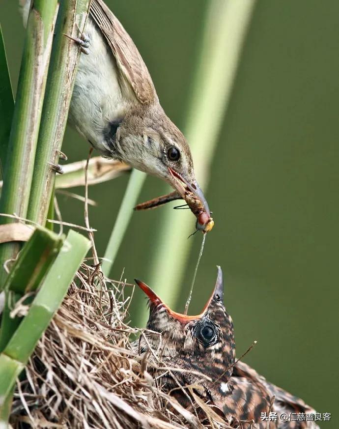 杜鹃鸟是布谷鸟吗-（布谷鸟是杜鹃鸟吗）