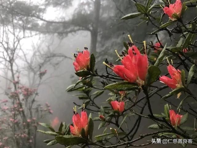 杜鹃鸟是布谷鸟吗-（布谷鸟是杜鹃鸟吗）