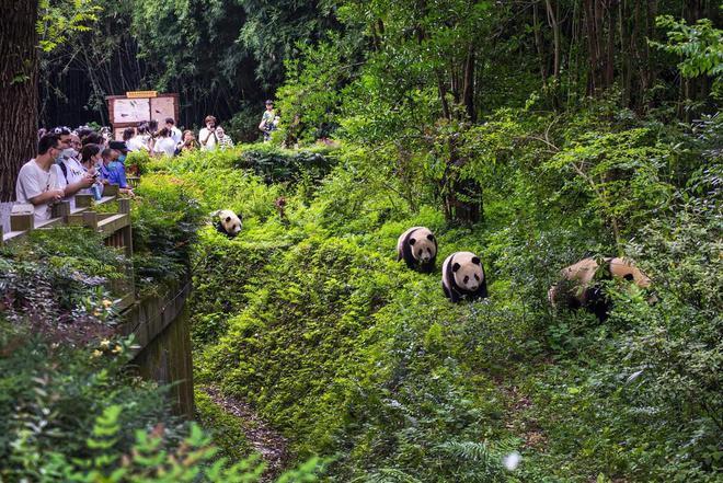3、大熊猫繁育基地