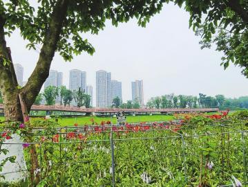 4、锦江生态公园