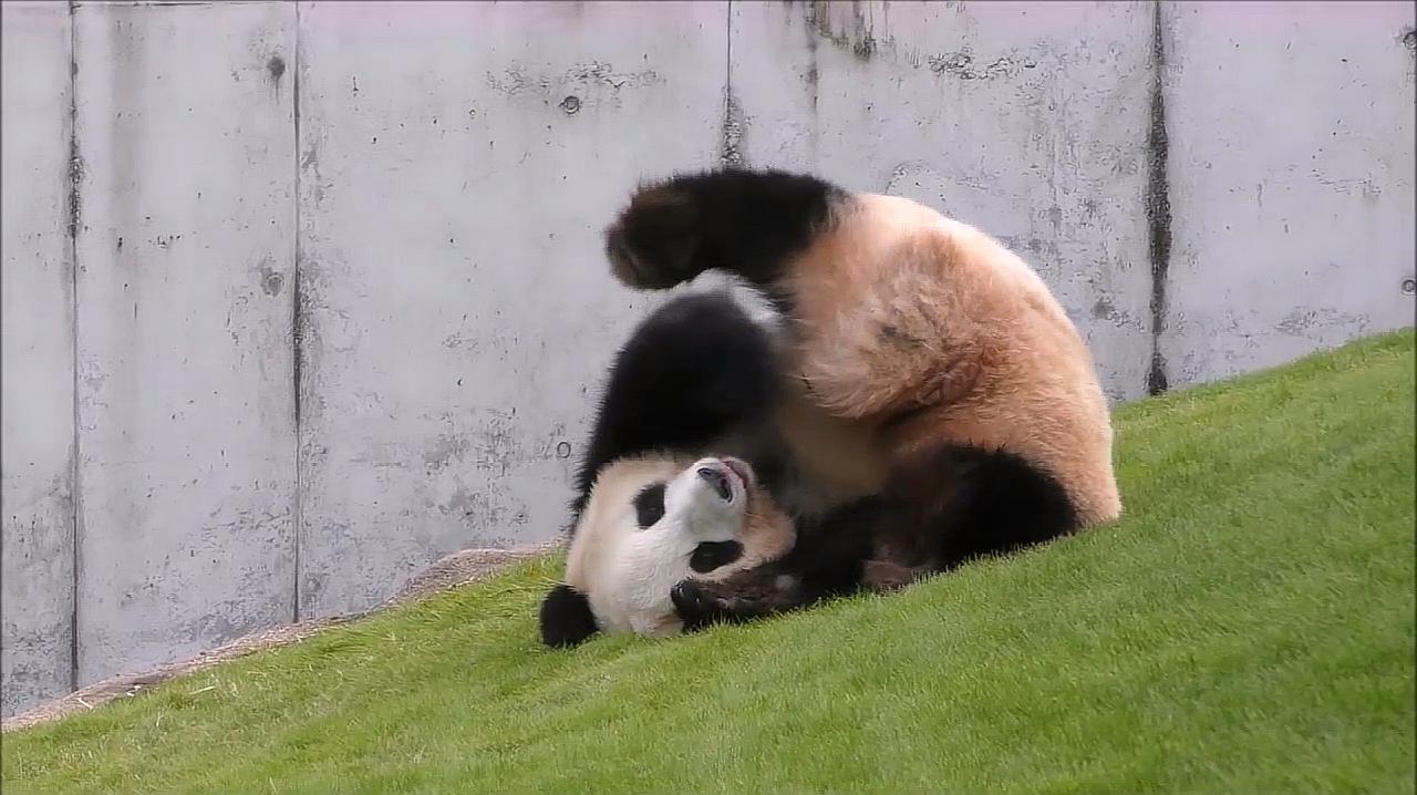 大熊猫喜欢滚马粪（熊猫爱玩什么东西）