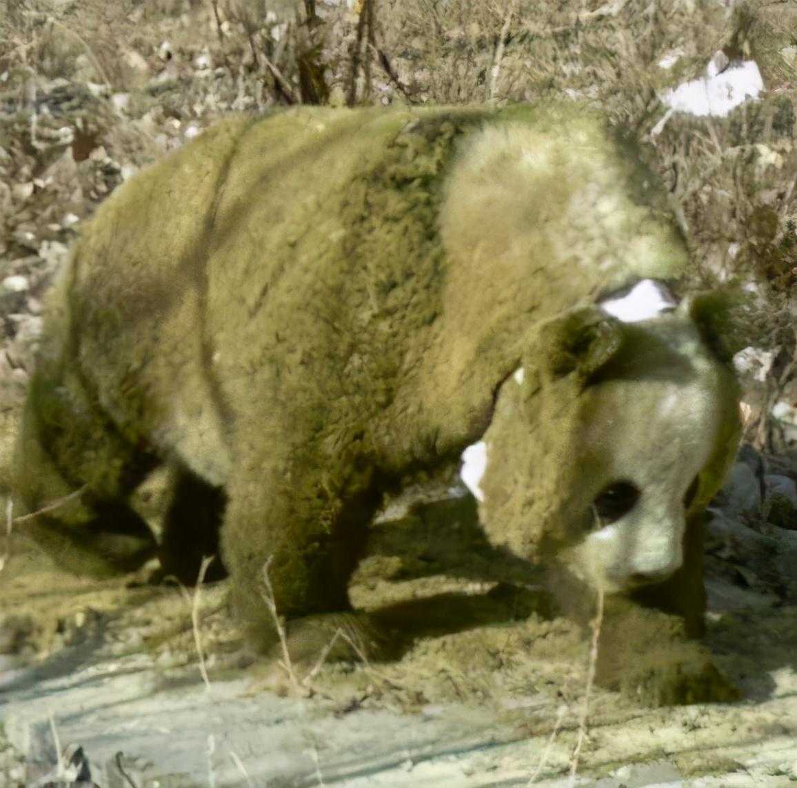 大熊猫喜欢滚马粪（熊猫爱玩什么东西）