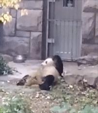 大熊猫喜欢滚马粪（熊猫爱玩什么东西）