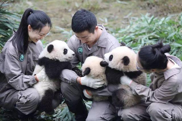 大熊猫喜欢滚马粪（熊猫爱玩什么东西）