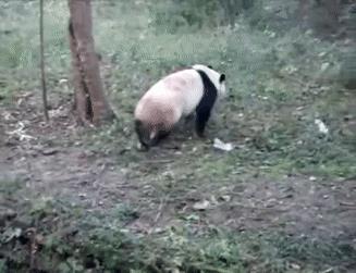 大熊猫喜欢滚马粪（熊猫爱玩什么东西）