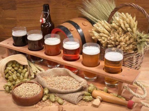 影响啤酒中苦味的yinsu