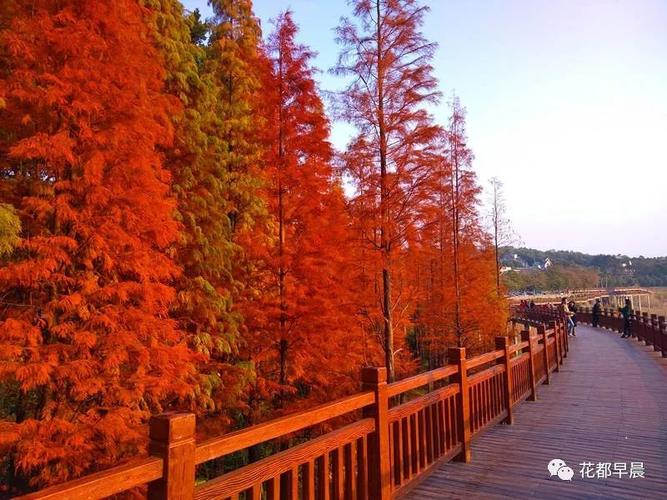 4.西湾内,有鸟岛、水杉林等;