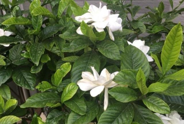 栀子花叶子黄了是怎么回事-（栀子花的叶子发黄的原因和怎样处理）