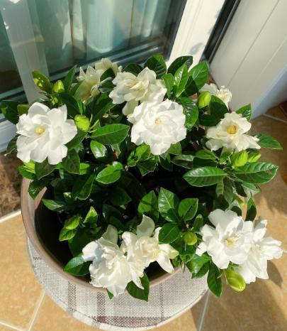 栀子花叶子黄了是怎么回事-（栀子花的叶子发黄的原因和怎样处理）