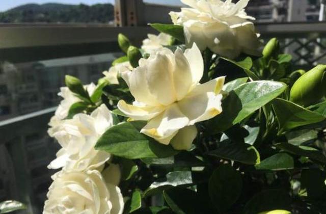 栀子花叶子黄了是怎么回事-（栀子花的叶子发黄的原因和怎样处理）