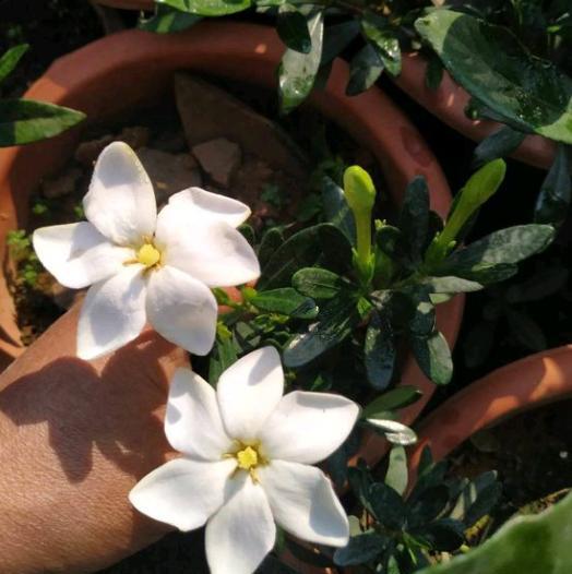 栀子花叶子黄了是怎么回事-（栀子花的叶子发黄的原因和怎样处理）