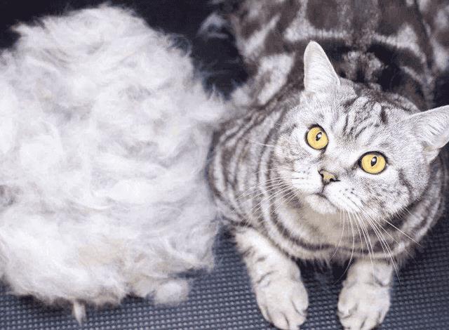 哪种猫容易掉毛(什么猫容易掉毛)