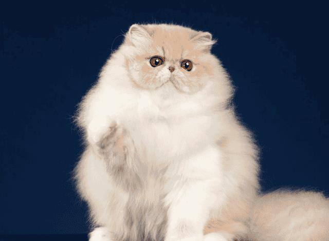 哪种猫容易掉毛(什么猫容易掉毛)