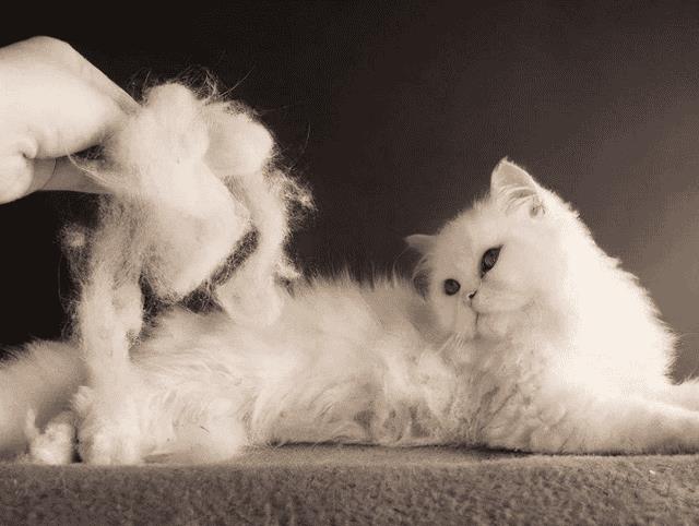 哪种猫容易掉毛(什么猫容易掉毛)