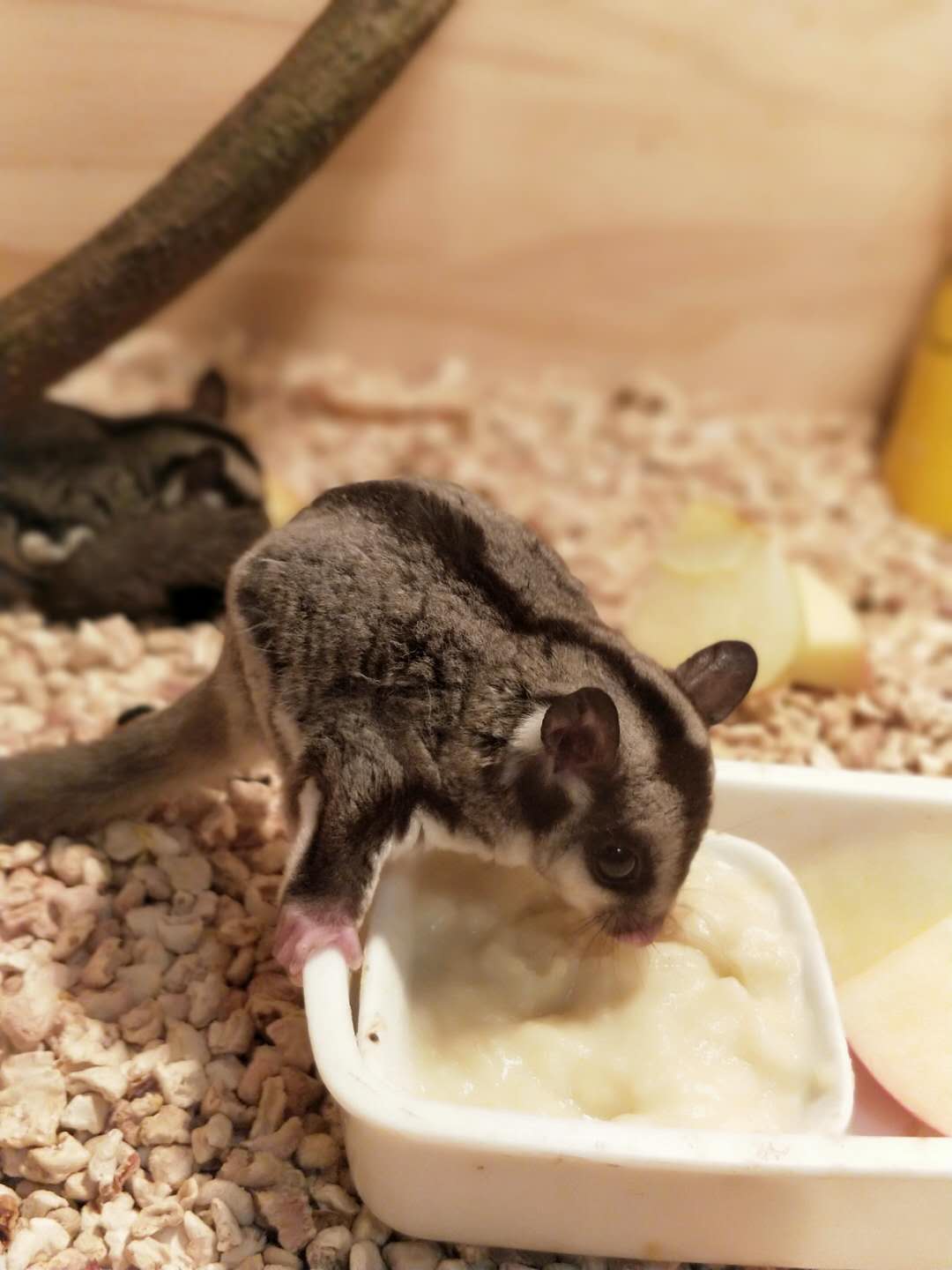 蜜袋鼯一般养多久认主人(蜜袋鼯智商相当于几岁)