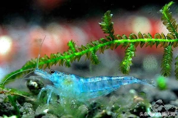 虾缸为什么不能放石头(虾缸需要过滤吗)