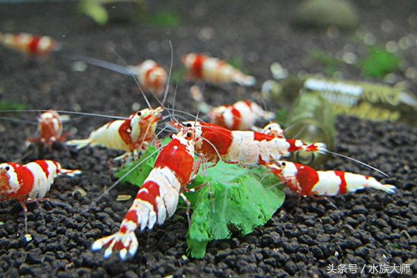 虾缸为什么不能放石头(虾缸需要过滤吗)