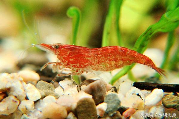 虾缸为什么不能放石头(虾缸需要过滤吗)