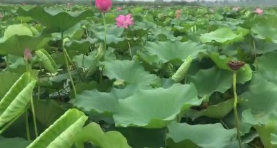 ​荷花淀的作者(荷花淀主要内容概括)