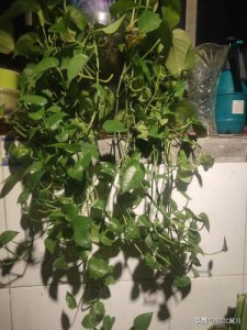 ​一个月多少钱饿不死(每天吃多少东西饿不死)