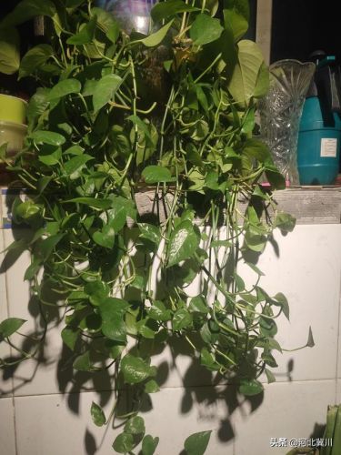 一个月多少钱饿不死(每天吃多少东西饿不死)-第1张图片-