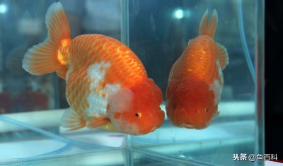 ​小金鱼的寿命有多长(小金鱼的寿命最长能活多少年)