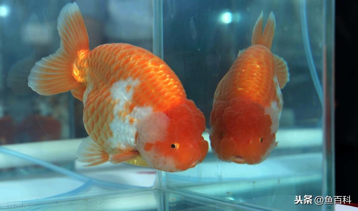 小金鱼的寿命有多长(小金鱼的寿命最长能活多少年)