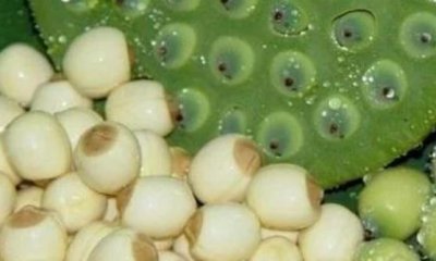 ​新鲜莲子的功效与作用 新鲜莲子泡茶清热去火