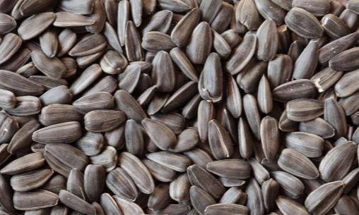 每天一把葵花子 营养丰富抗皮肤老化