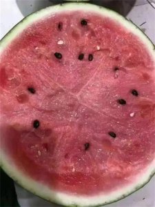 ​8424西瓜种植技术栽培要点及特征特性