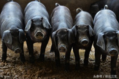 ​什么是土猪？那正宗的土猪是如何养成的呢？