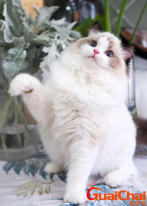 ​布偶猫多少钱一只？布偶猫的价格是什么？