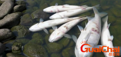 ​鱼会被淹死吗？鱼会被淹死吗为什么