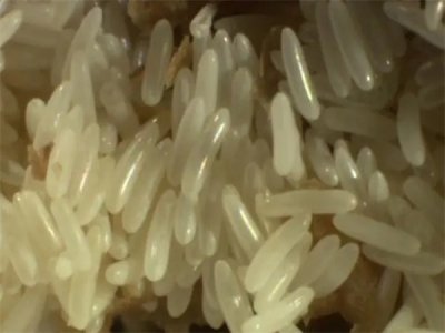 ​苍蝇的卵人吃了会有什么后果