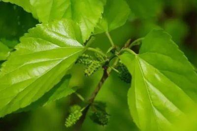 ​桑叶图片长什么样？桑叶可以怎么吃？