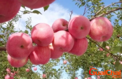 ​红富士的养殖方法是什么？红富士怎么养殖？