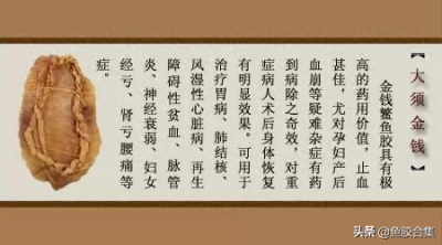 ​鱼胶界的王者：金钱鳖鱼胶为什么这么贵？
