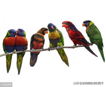 ​有一种鹦鹉：吸蜜鹦鹉，专门吸食花蜜而活，养鹦鹉的都看看吧