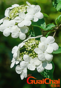 ​琼花的花语是什么？琼花的别称有哪些？