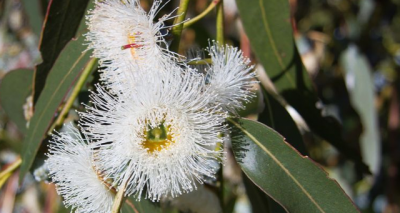 ​蓝桉的花语和寓意 蓝桉的花语对应的花语