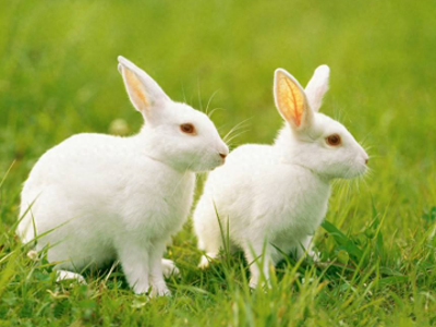 ​住宿学生党适合养的宠物，不贵又很好养，来看看总有一款适合你